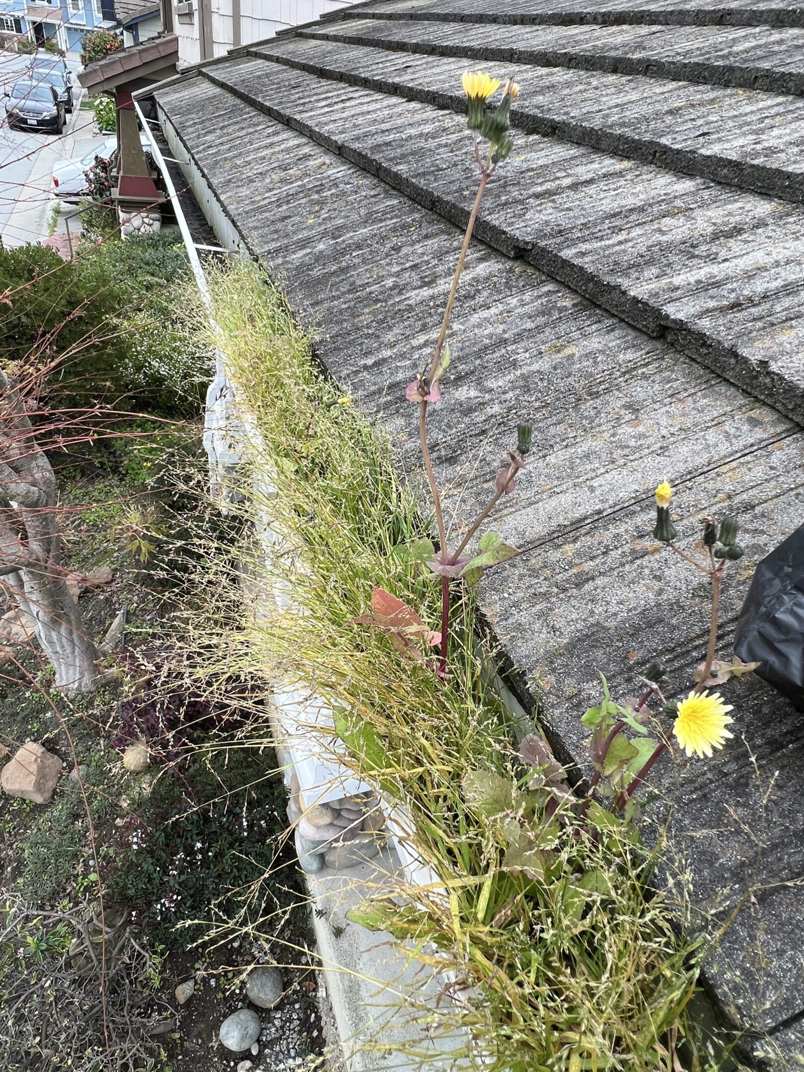 Weeds growing in a rooftop gutter.